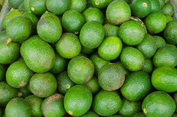 Group of fresh avocado fruit pile after harvested from the farm