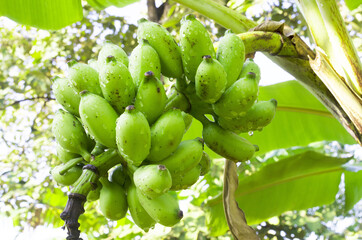 Fresh green banana fruit bunch in the farm under morning light