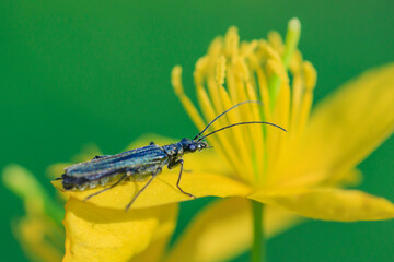 black beetle with a mustache on a yellow flower on a green background