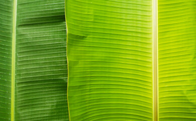 Close up banana leaf texture with beautiful pattern