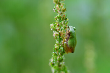 草にとまるアマガエル（ニホンアマガエル）埼玉県/6月