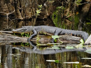 Alligators