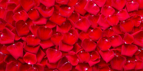 Fresh dark red beufiful rose flower petals background