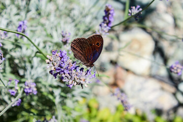 Farfalla pscadelica