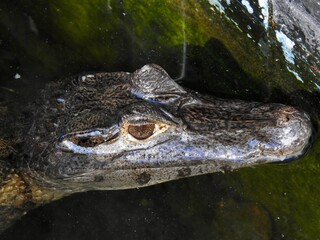 Alligators