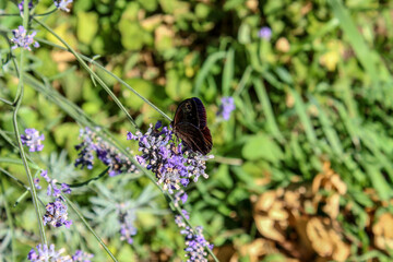 Farfalla sui fiori