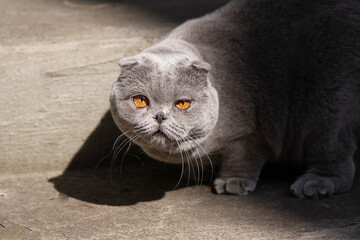 Portrait of gray Scottish Fold kitten in bright sun close-up