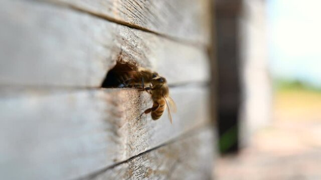 Video - Bienen sammeln fleißig Pollen und fliegen in und aus dem Bienenstock