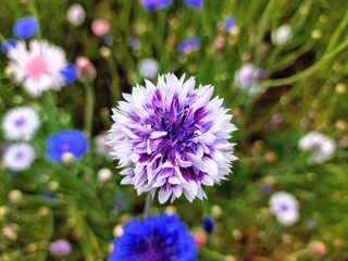 meadow cornflowers of different colors