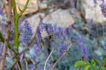 Vespa e lavanda