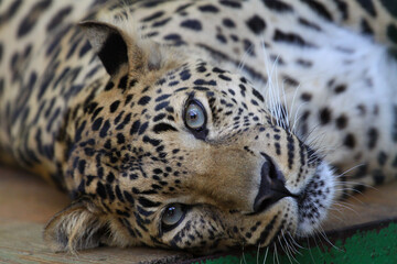 Fototapeta na wymiar A beautiful leopard lies in an aviary on a wooden floor at the zoo. Big wild cat. Close-up.