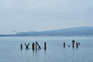 The image of a cormorant and seagulls sitting on stilts.