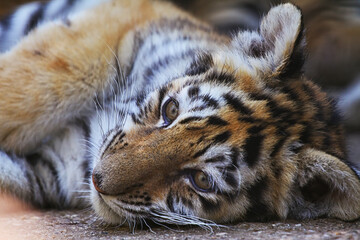 Portrait a Little tiger lay down on ground in the zoo. Cute siberian tiger cub (Tiger Panthera tigris altaica). Close-up.