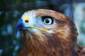 Golden Eagle (Aquila chrysaetos) on a Branch in summer. Close-up.