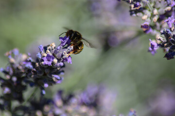 Vespa nel cespuglio di lavanda