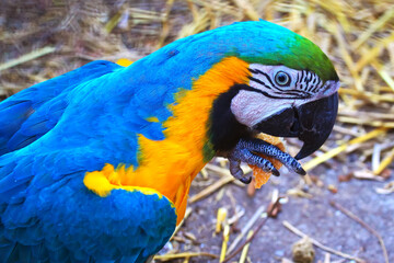 A long-tailed macaw parrot with colorful feathers. Macaw bird close up.Blue-yellow macaw parrot portrait. has a background of nature Soft focus with blurred background.
