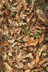 Autumn leaves. Green grass. Abstract background. Macro.