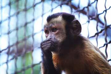 Azaras's Capuchin or Hooded Capuchin, Sapajus Cay, Simia Apella or Cebus Apella, eating a fruit in the nature habitat, Nobres, Mato Grosso, Pantanal, Brazil, South America