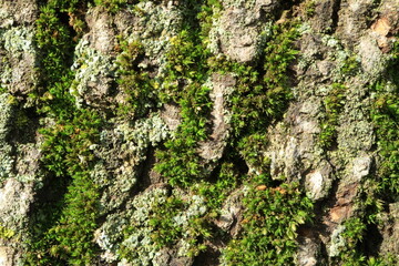Tree bark. Wood moss. Abstract background. Macro.