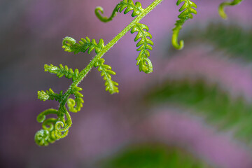 fern leaves in the forest