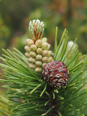 Beautiful Nature in the Spring