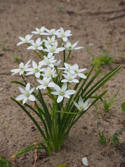 Beautiful Flowers in the Spring