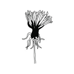 Dandelion hand drawn black and white sketch. Botanical vector illustration. Summer medicinal wild flower. Blossom begins. Design element for print, pattern, article.
