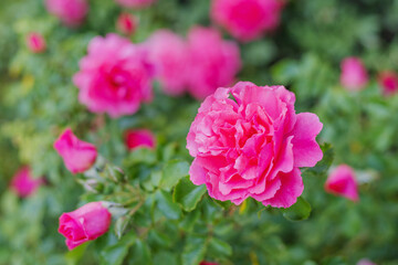 A pink roses bush in the garden with blured background