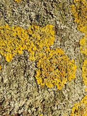 Lichen, fungus on tree trunk background. The common orange lichen plant, yellow scale covers a tree bark. Wallpaper, close up nature background, texture