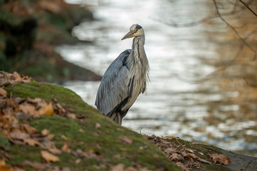 Heron standing beside a stream, close up in Scotland in winter
