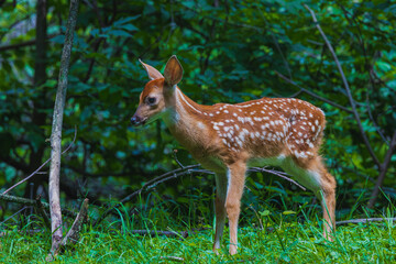 A closeup of a pretty white tail fawn deer standing in the clearing of a lush green forest.