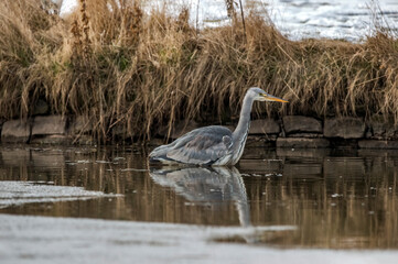 Heron fishing in water at the edge of a pond, close up in Scotland in spring