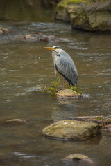 Heron standing on a large rock in a stream, close up in Scotland in spring