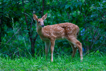 A pretty white tail fawn deer with blue eyes standing in green grass under a canopy of green trees.