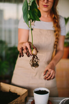 Woman planting houseplant with tuber