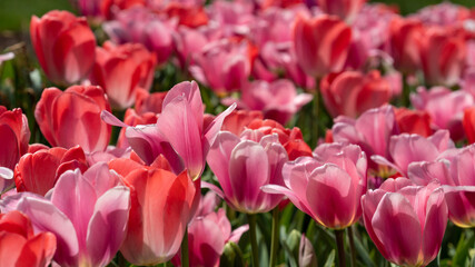 Obraz premium red and white tulips