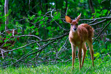 Naklejka na ściany i meble A pretty white tail fawn deer cocks it's ear back in a curious way with a fallen tree branch in the background.