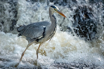 Heron in standing at the bottom of a waterfall in a stream with a fish in its beak, close up, in Scotland in winter