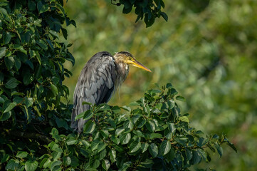 Heron standing in a tree, close up, in woodland, in Scotland in summer