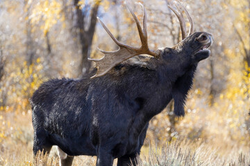 moose in the woods