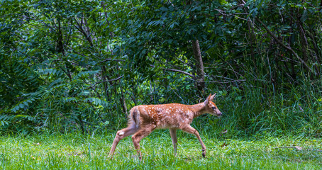 A young white tail fawn deer walking through a clearing in a lush green Pennsylvania forest.