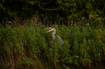 Heron standing in a tree, squawking, close up, in woodland, in Scotland in autumn