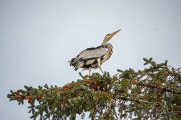 Heron standing on top of a tree, close up, in woodland, in Scotland in autumn