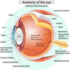 Anatomy of the eye