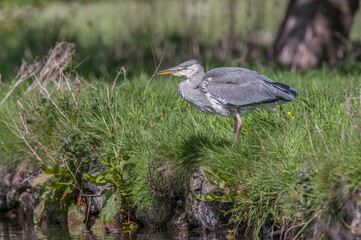 Heron standing beside a pond, close up in Scotland in spring