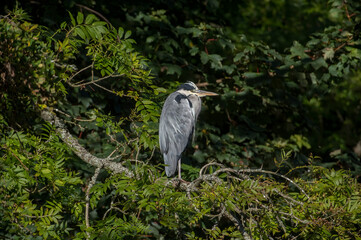 Fototapeta premium Heron standing in a tree, close up, in woodland, in Scotland in autumn