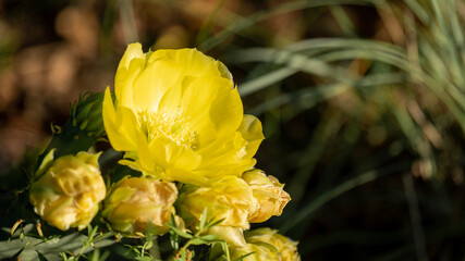yellow tulip flower