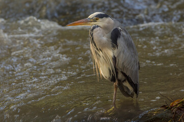Heron standing on a large rock in a stream, close up in Scotland in winter