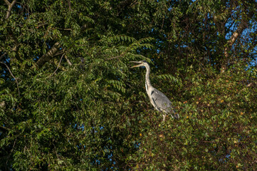 Heron standing in a tree, squawking, close up, in woodland, in Scotland in autumn