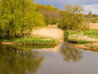 Fototapeta na wymiar Witton Mill Meadow, in springtime, countryside Northwich, Cheshire, UK